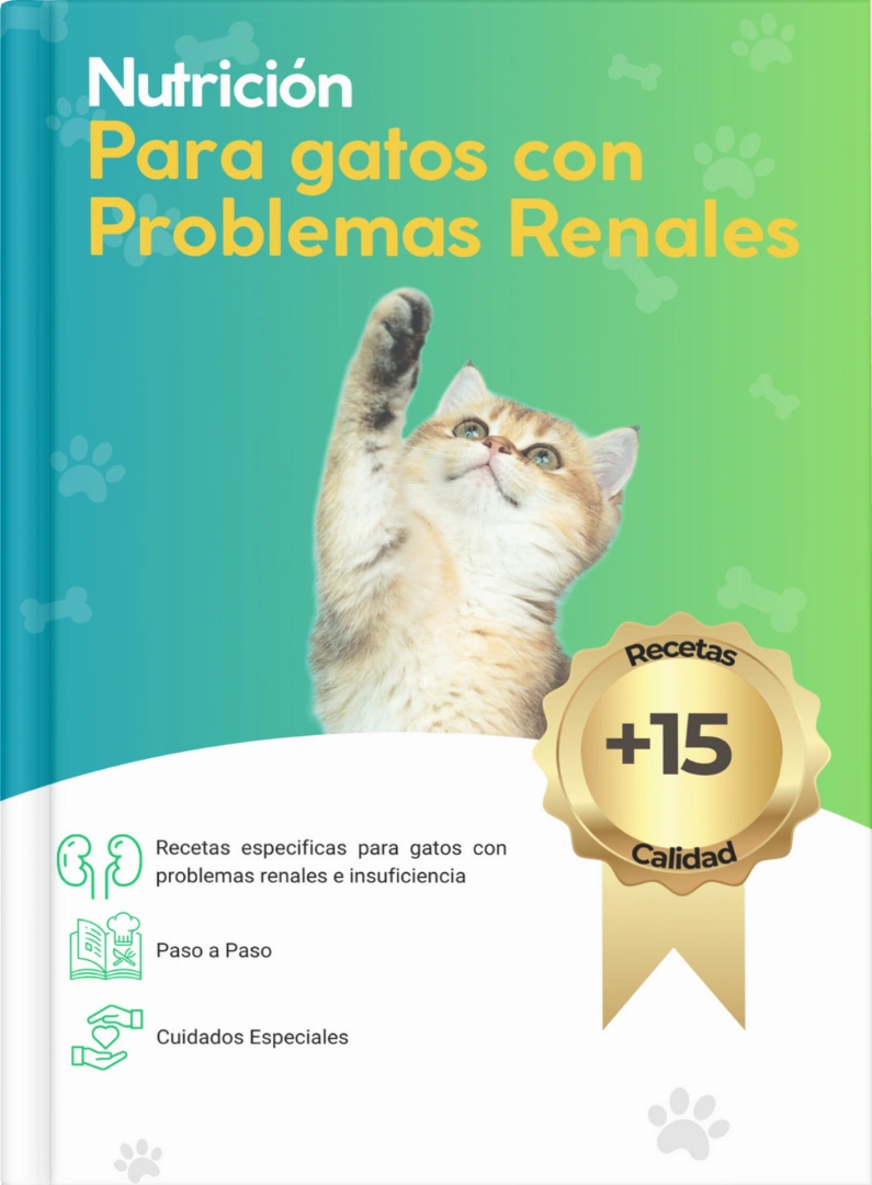 nutricion-para-gatos-con-problemas-renales.webp