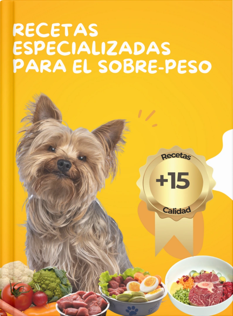 recetas-especializadas-para-el-sobrepeso.webp